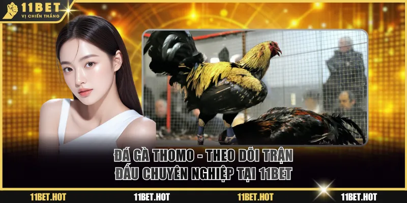 Đá gà Thomo