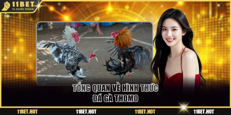 Tổng quan về hình thức đá gà Thomo tại 11BET